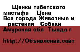 Щенки тибетского мастифа. › Цена ­ 30 000 - Все города Животные и растения » Собаки   . Амурская обл.,Тында г.